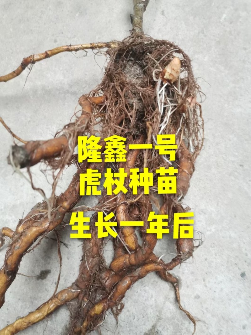 虎杖种子包发芽包成活率免费技术指导产品包回收