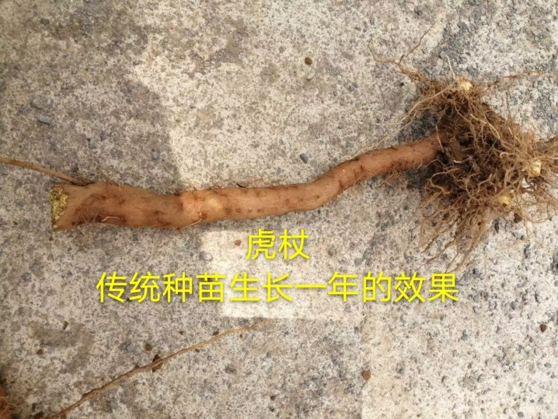 虎杖种子包发芽包成活率免费技术指导产品包回收