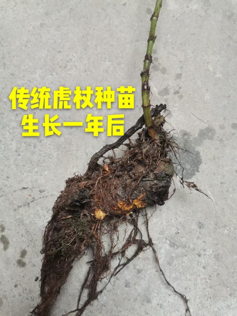 虎杖种子包发芽包成活率免费技术指导产品包回收