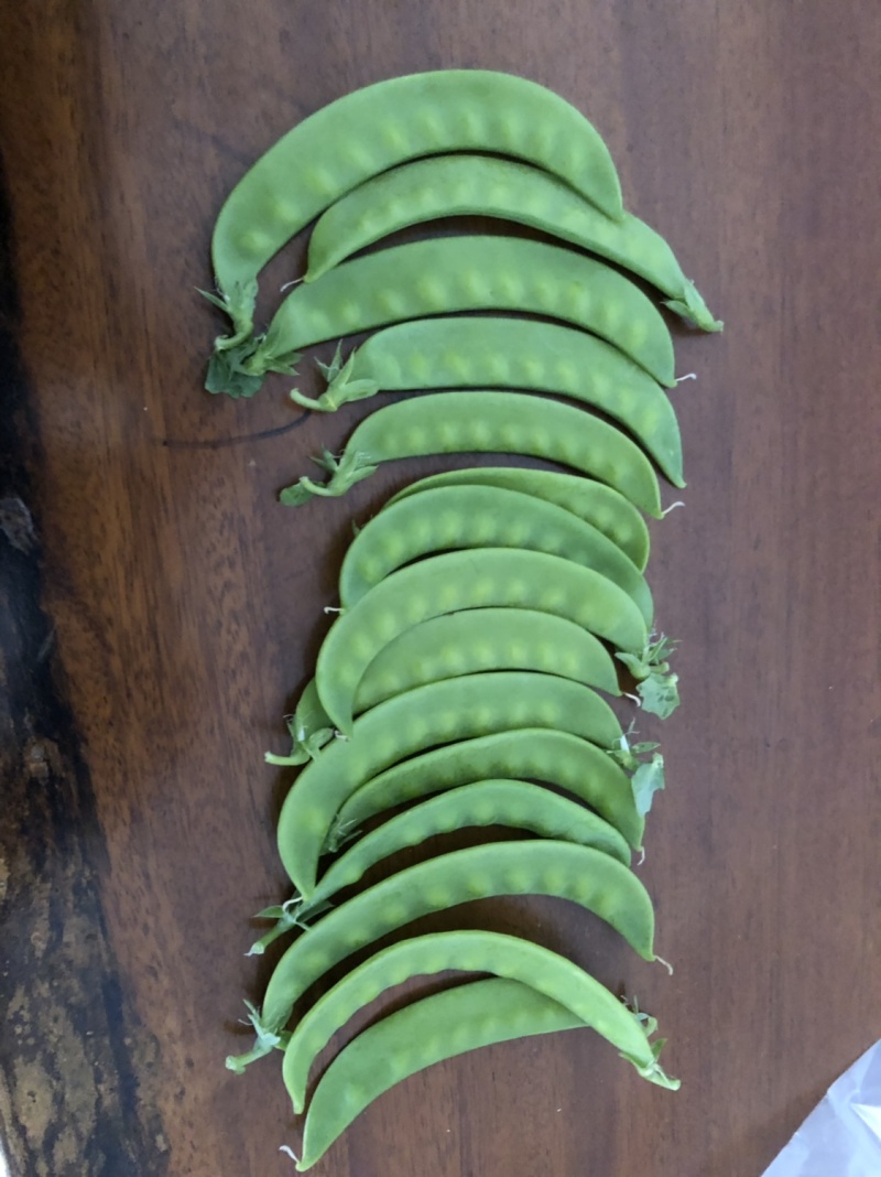 横县荷兰豆豌豆荷兰豆