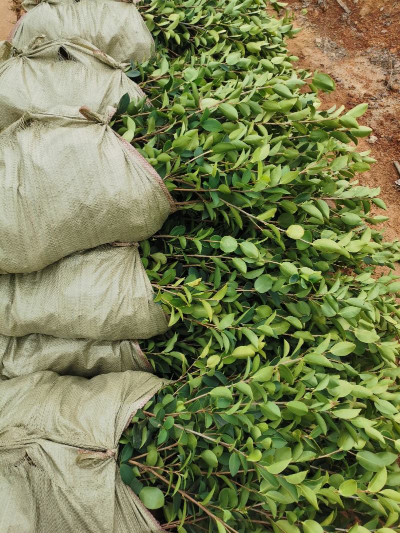 油茶苗杯苗高产油茶苗不包邮