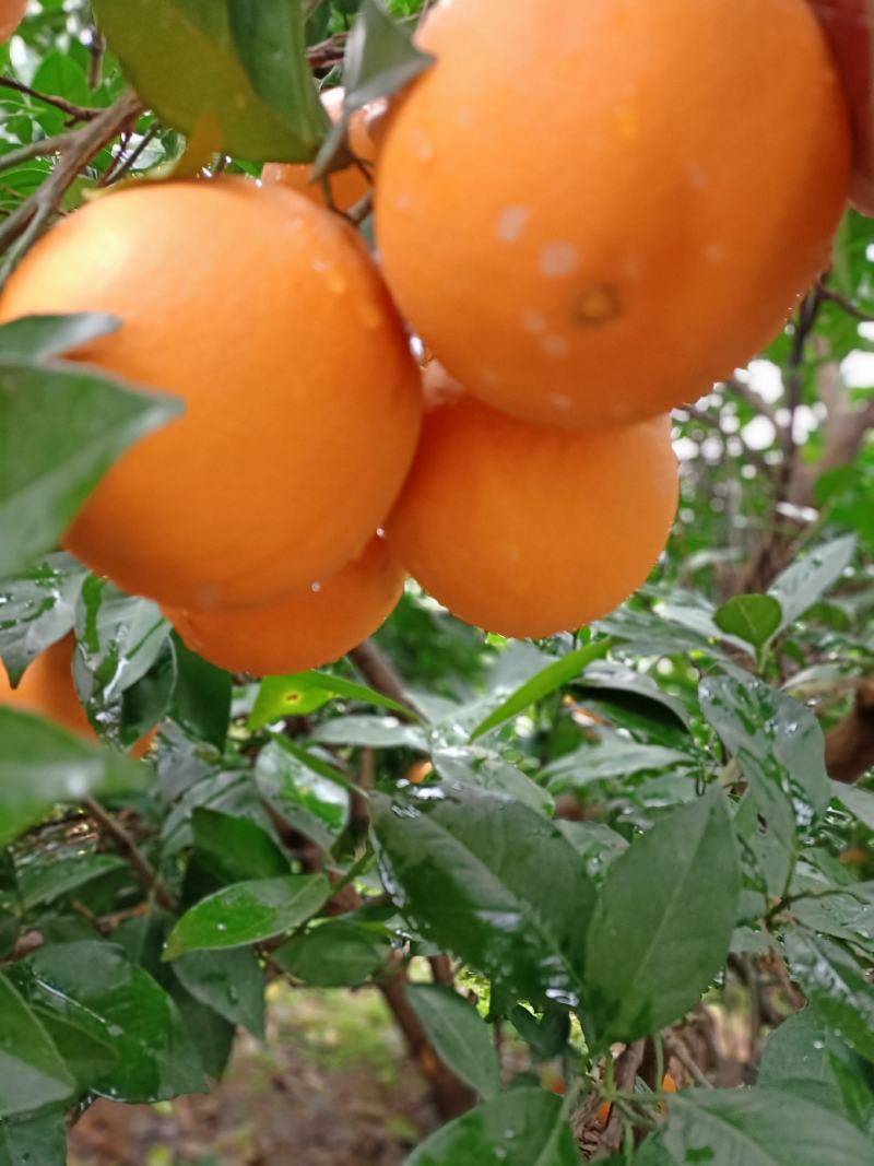 广西纽荷尔脐橙口感颜色果面干净细皮送礼的选择