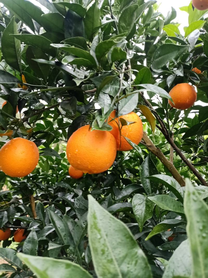 广西纽荷尔脐橙口感颜色果面干净细皮送礼的选择