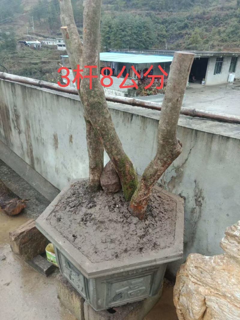 映山红（国旗红）树桩，下山桩，熟桩