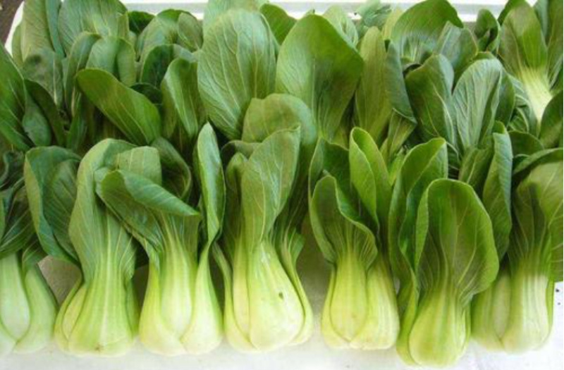 实力精品油菜上海青质量保障大棚直接装车可视频看货诚信合作