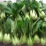 实力精品油菜上海青质量保障大棚直接装车可视频看货诚信合作