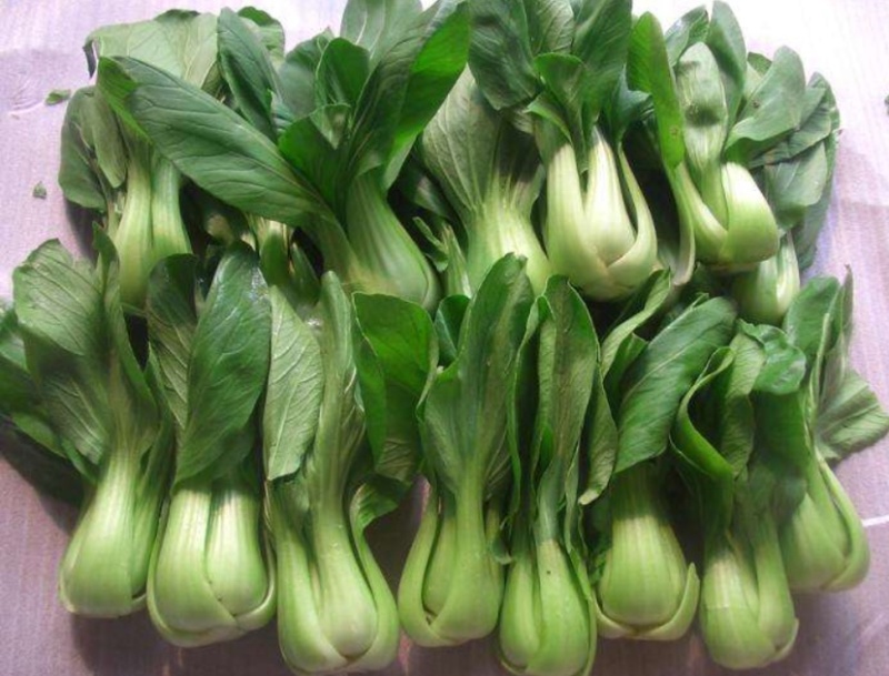 实力精品油菜上海青质量保障大棚直接装车可视频看货诚信合作