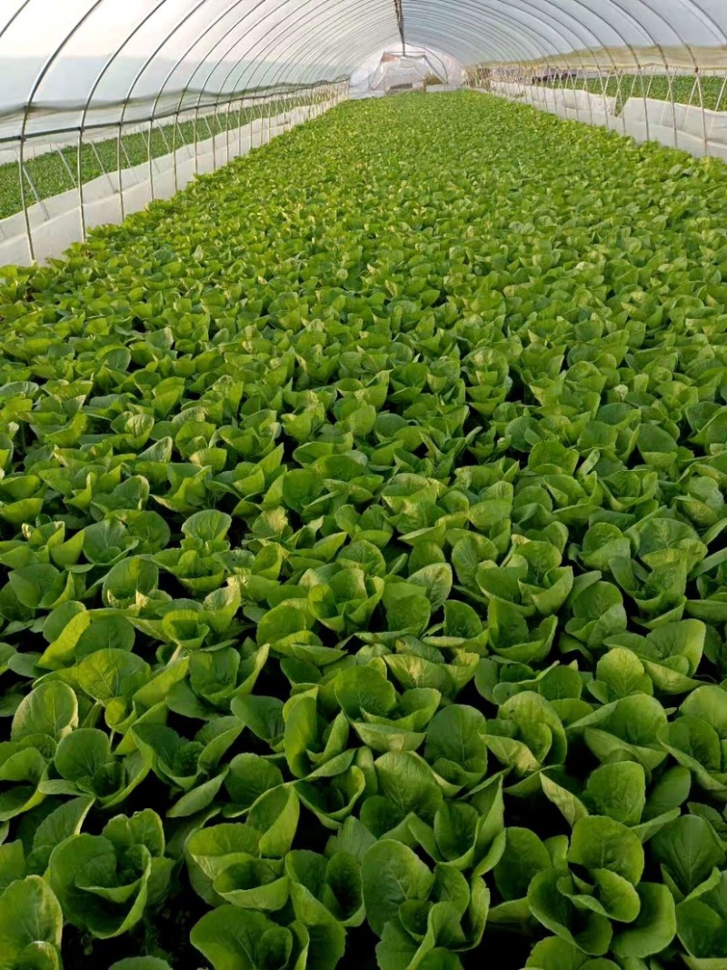 实力精品油菜上海青质量保障大棚直接装车可视频看货诚信合作