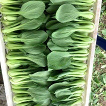 实力精品油菜上海青质量保障大棚直接装车可视频看货诚信合作