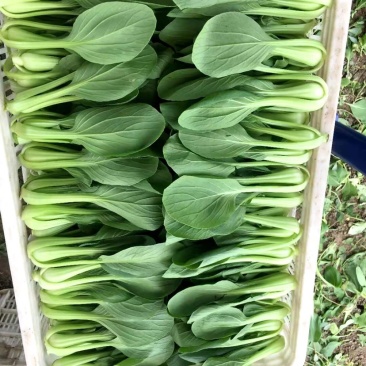 实力精品油菜上海青质量保障大棚直接装车可视频看货诚信合作