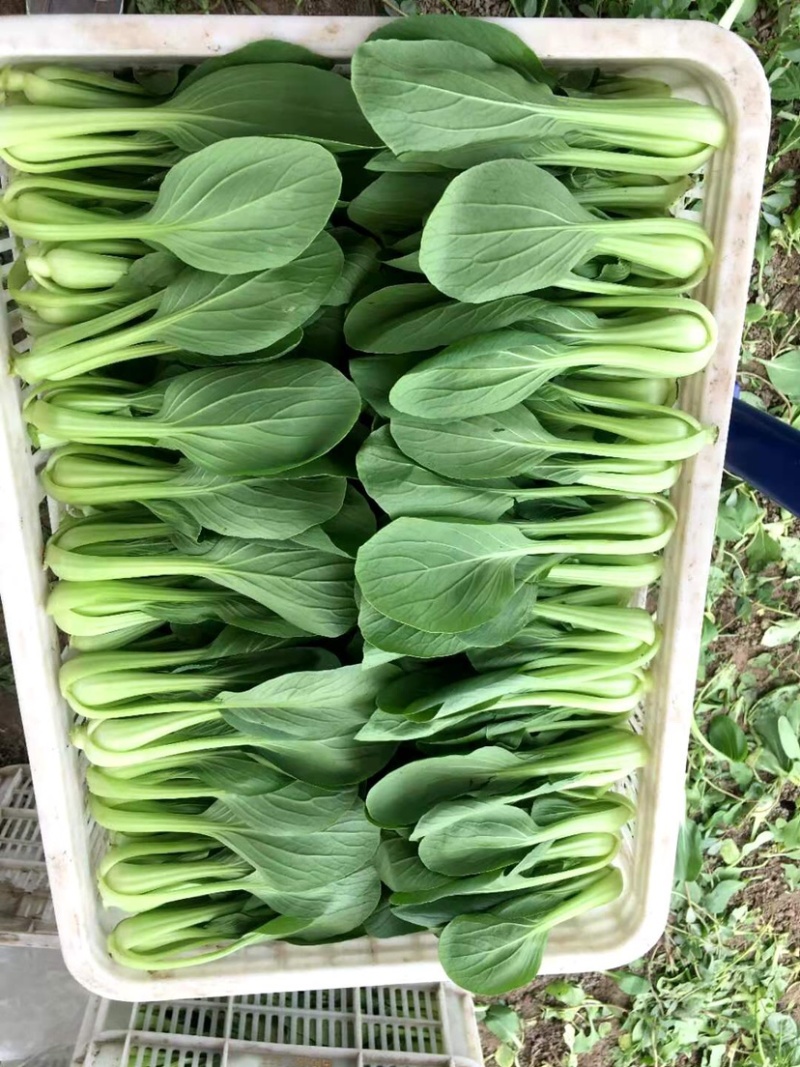 实力精品油菜上海青质量保障大棚直接装车可视频看货诚信合作