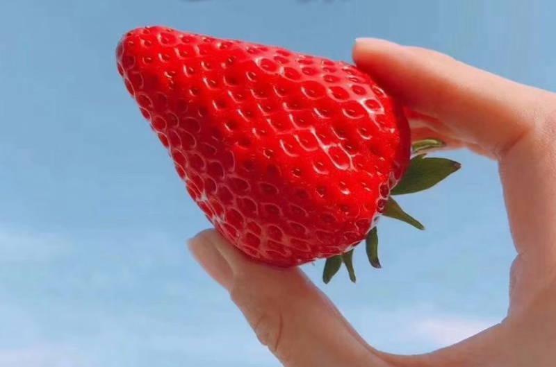 冬草莓起量包装齐全各种渠道供应。口感好果形优美