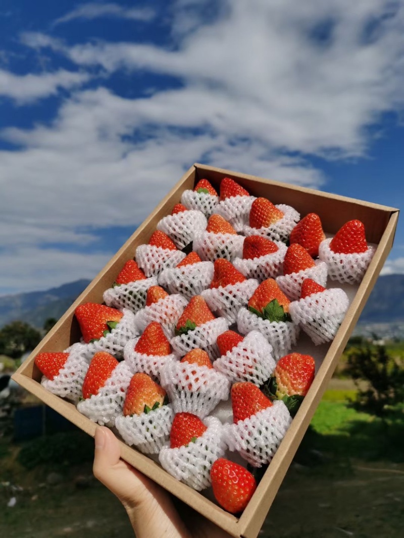 冬草莓起量包装齐全各种渠道供应。口感好果形优美