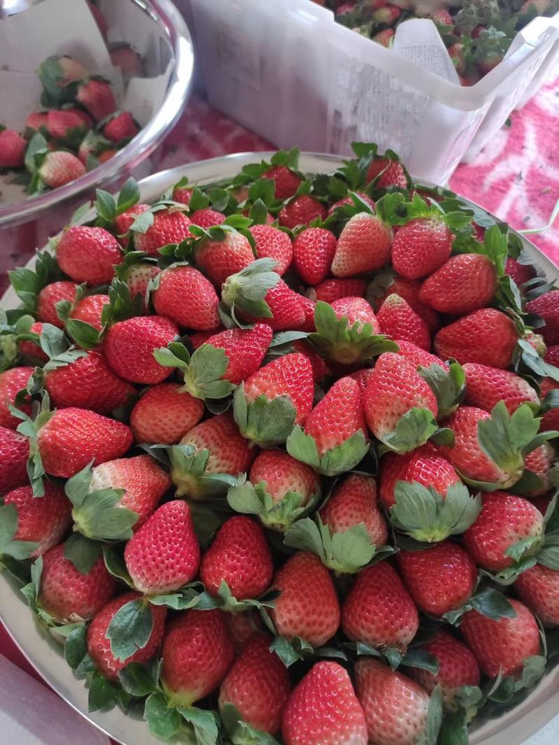 冬草莓起量包装齐全各种渠道供应。口感好果形优美