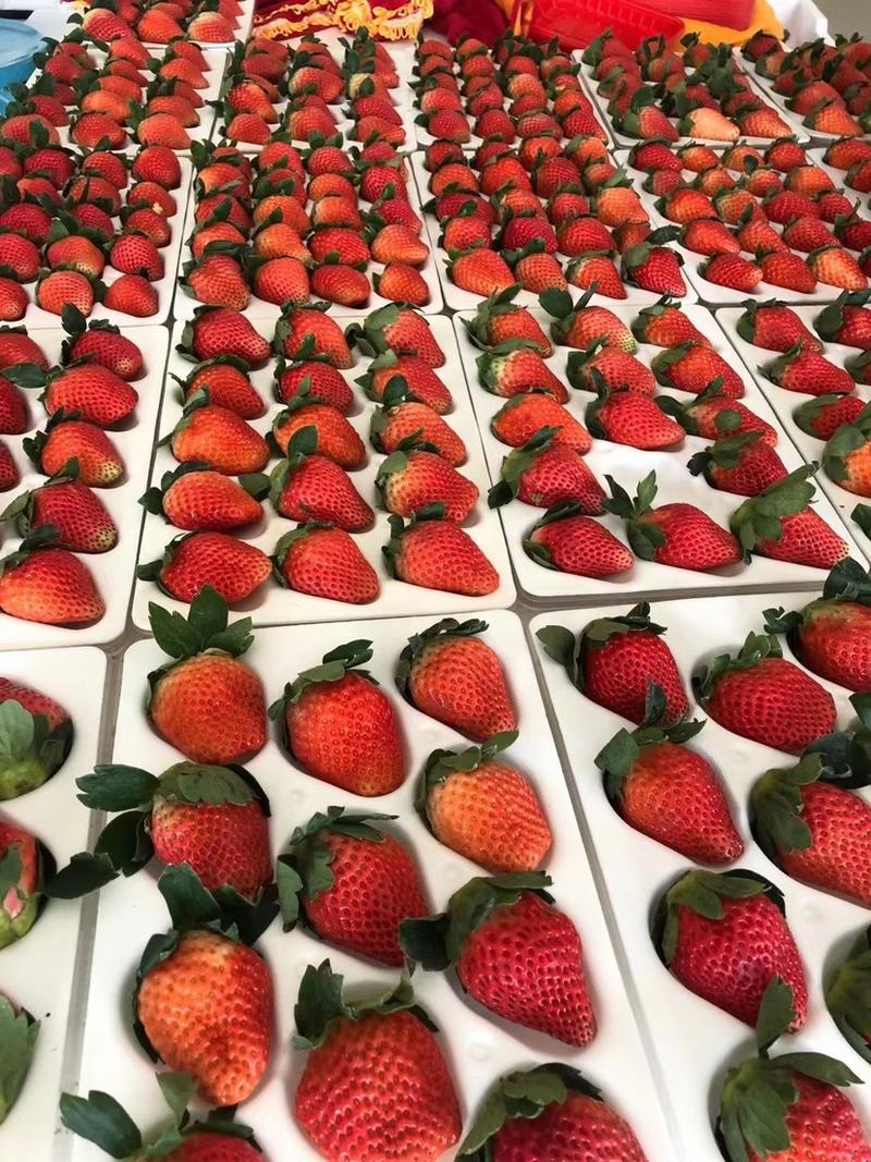冬草莓起量包装齐全各种渠道供应。口感好果形优美