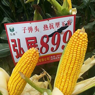 弘展899优质高产玉米种子，密植抗病抗旱抗涝抗倒活杆成熟