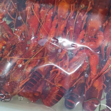 冻虾湖北潜江鲜活冻虾清水虾456-789硬规格肉质饱满