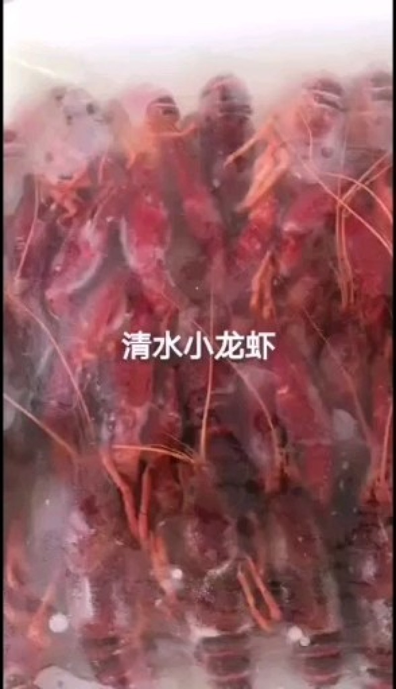 冻虾湖北潜江鲜活冻虾清水虾456-789硬规格肉质饱满