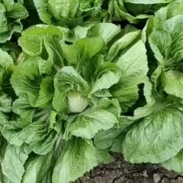 【热销】芥菜代办批发全国销售量大价优欢迎咨询
