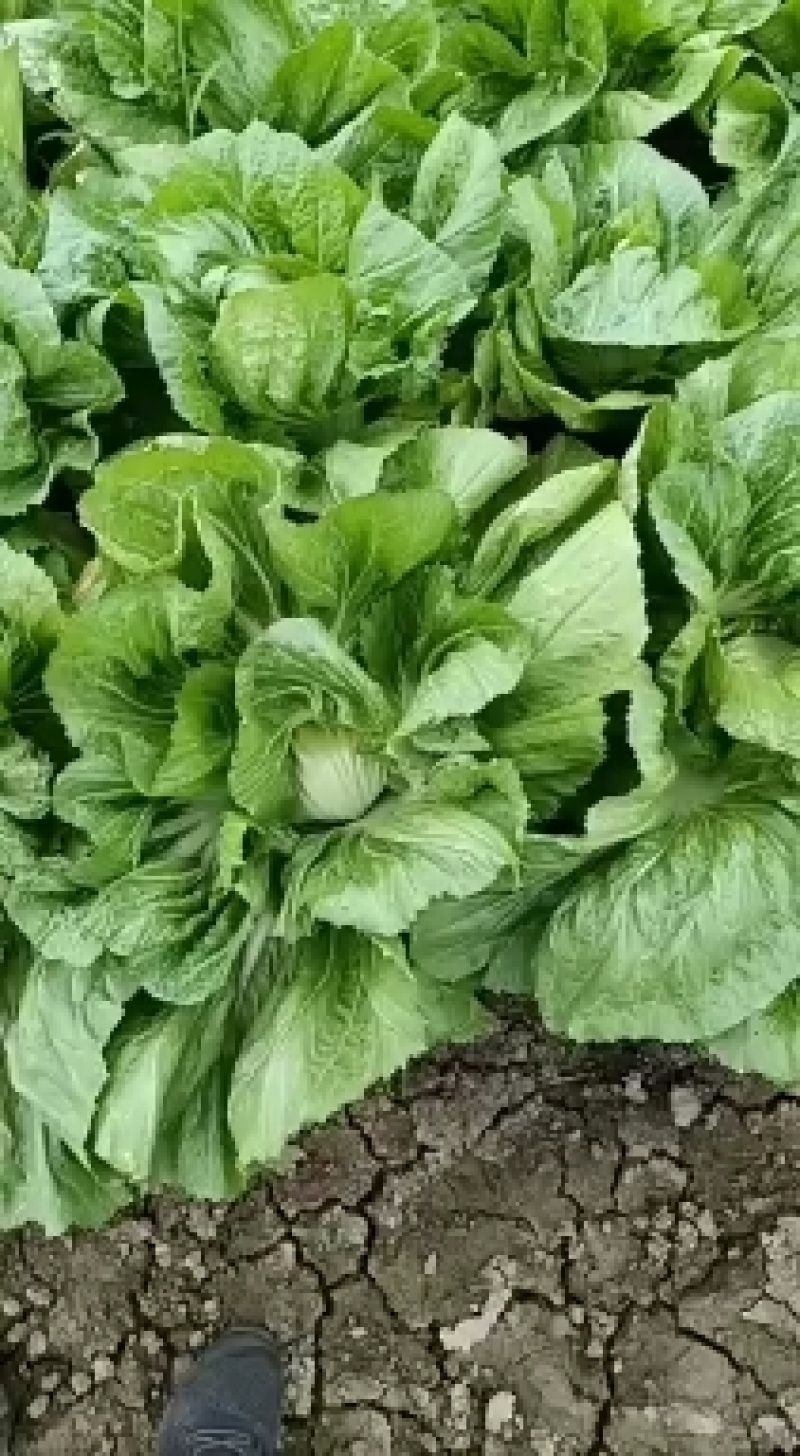 【热销】芥菜代办批发全国销售量大价优欢迎咨询