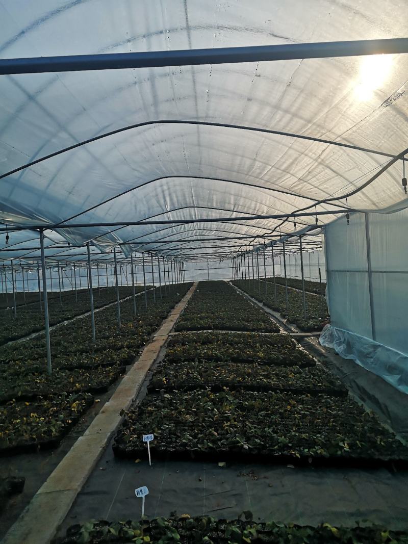 连栋种植基地专用大棚连体棚带天沟排水上门安装