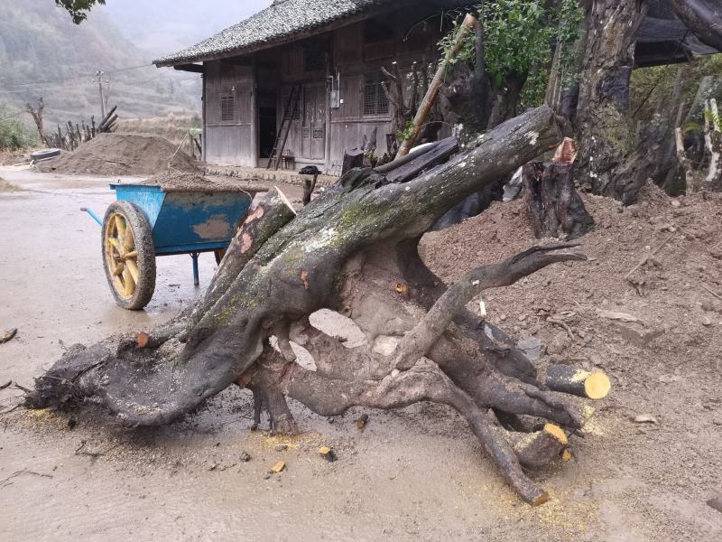 大量金弹子树桩批发零售
