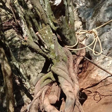 大量金弹子树桩批发零售
