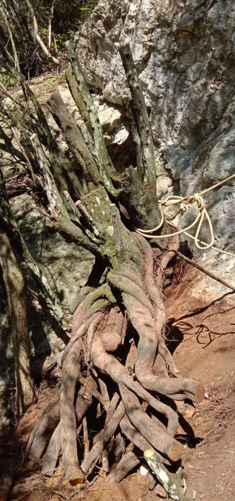 大量金弹子树桩批发零售