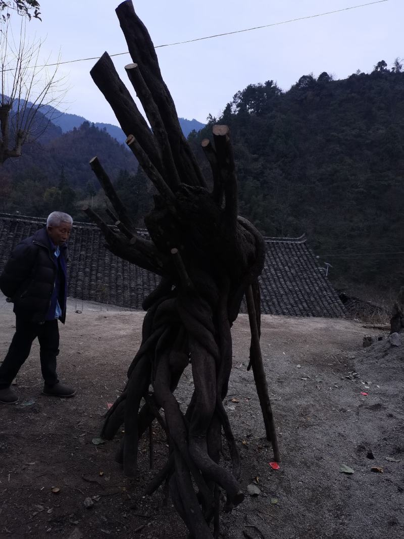大量金弹子树桩批发零售