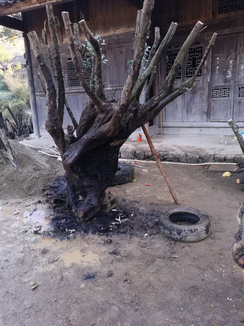 大量金弹子树桩批发零售