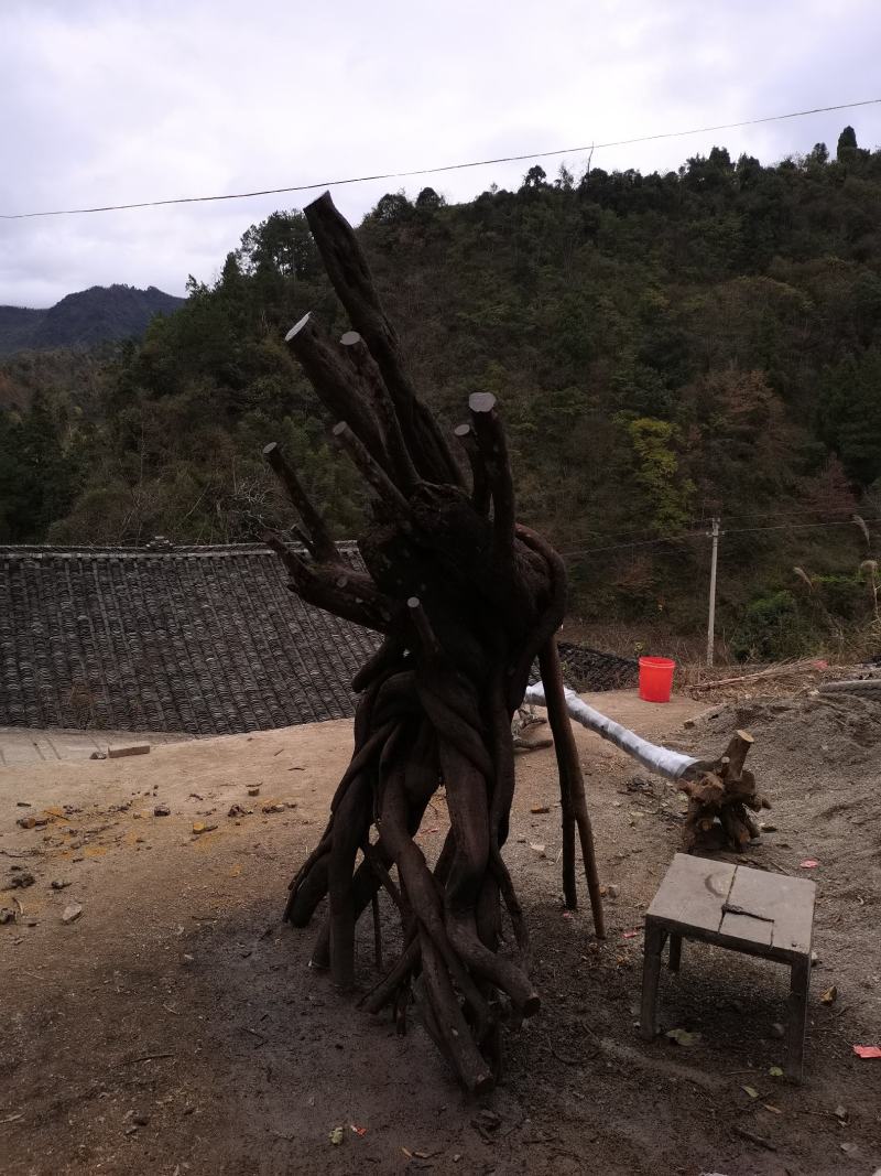 大量金弹子树桩批发零售