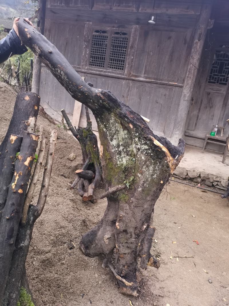 大量金弹子树桩批发零售