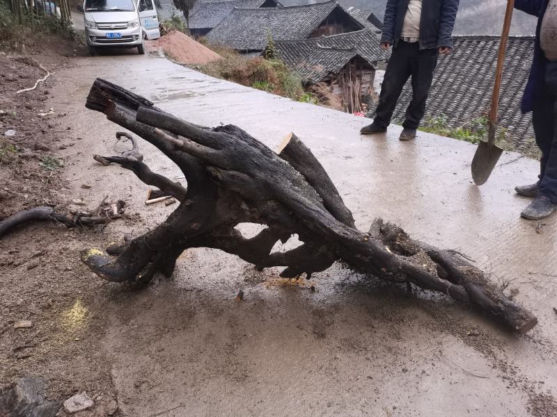 大量金弹子树桩批发零售