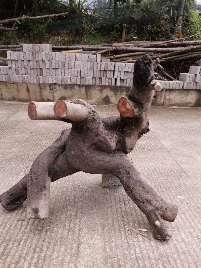 大量金弹子树桩批发零售