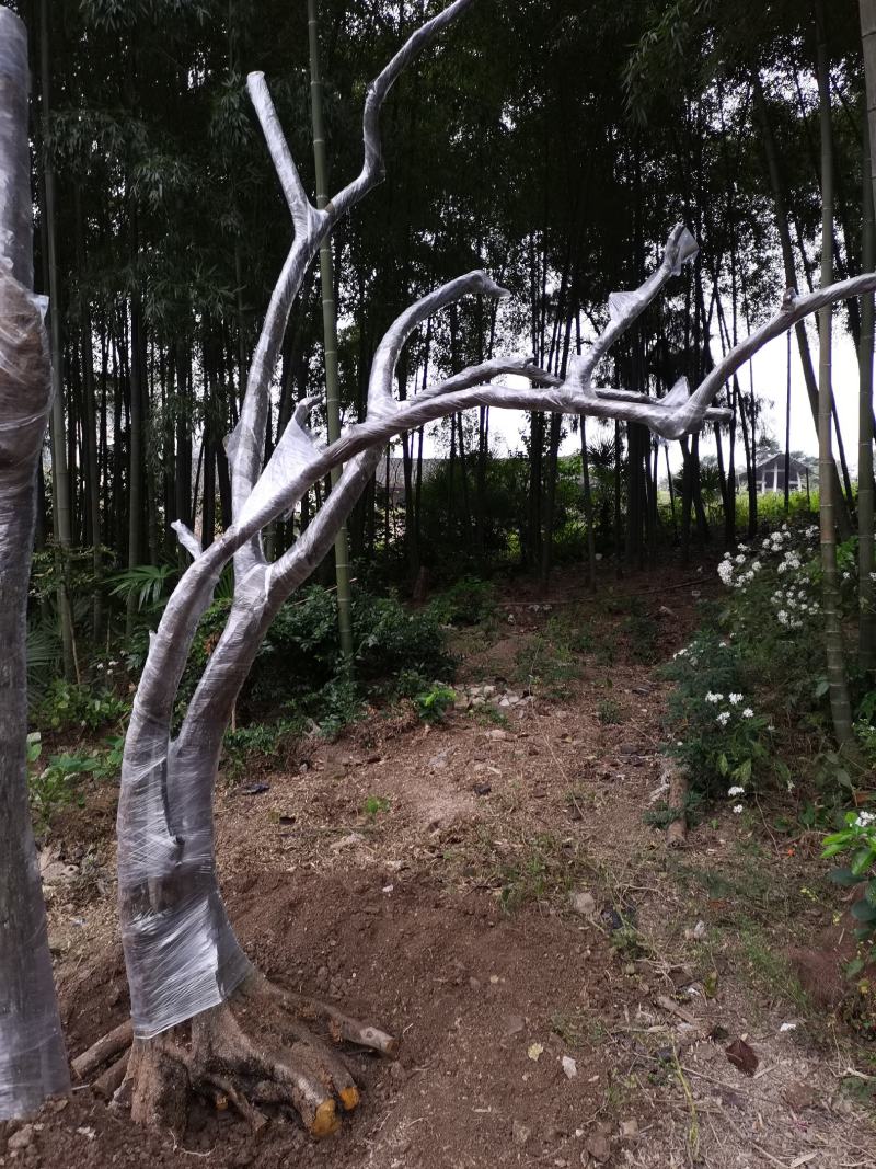 大量金弹子树桩批发零售