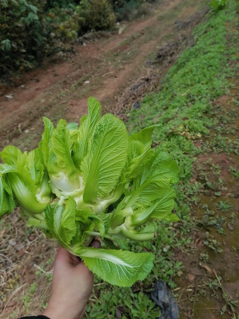 精品儿菜，小脚儿多，种植120亩