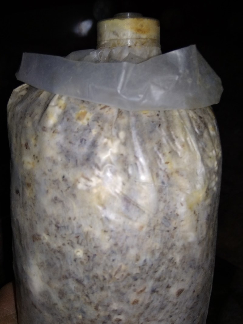 山东盛达菌业供应羊肚菌菌种，及菌需物资，免费包教包销。
