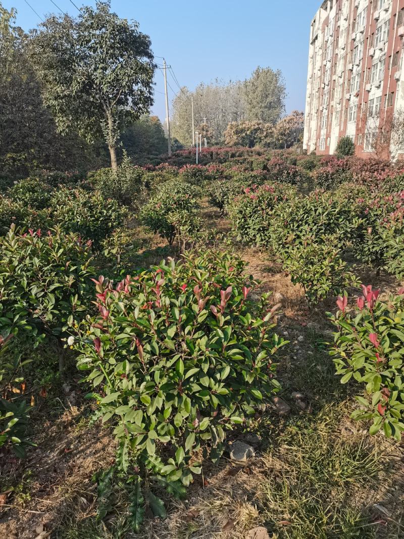 红叶石楠红叶石楠球石楠树石楠大杯苗基地批量供应