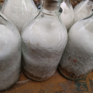 大量供应金针菇菌种，母种原种栽培种，量大从优发往全国