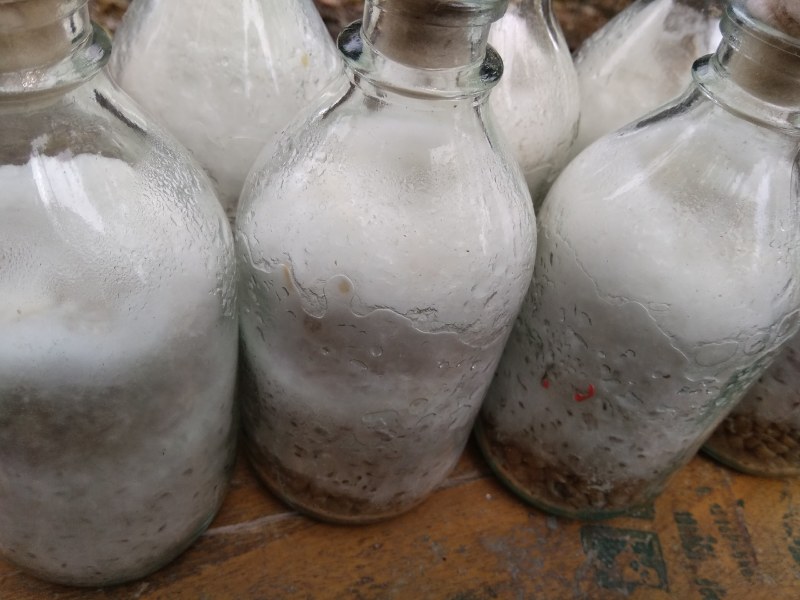 大量供应金针菇菌种，母种原种栽培种，量大从优发往全国