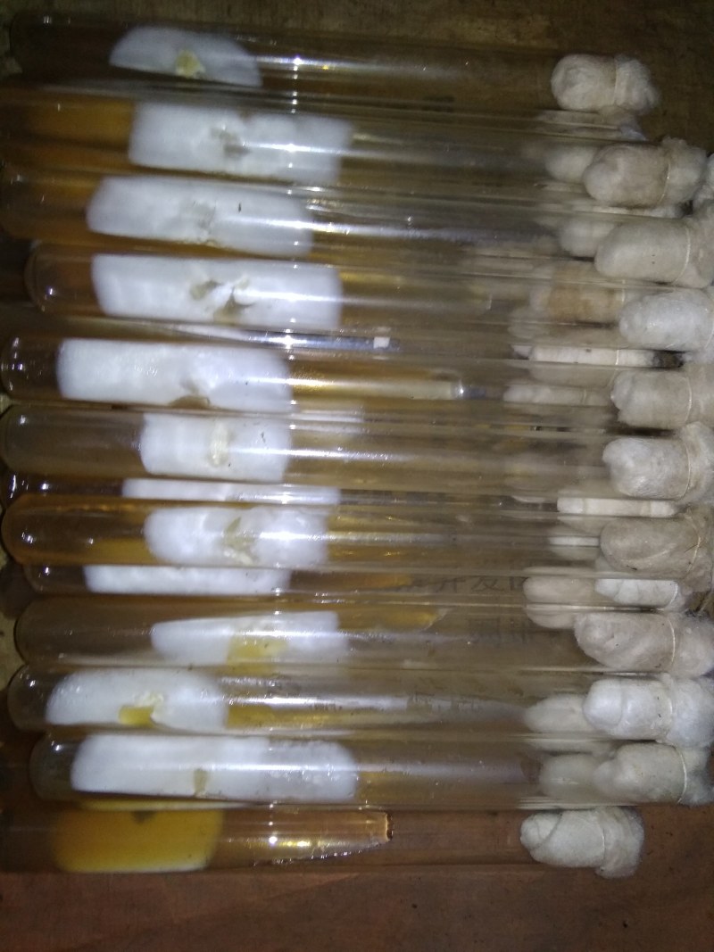 大量供应金针菇菌种，母种原种栽培种，量大从优发往全国