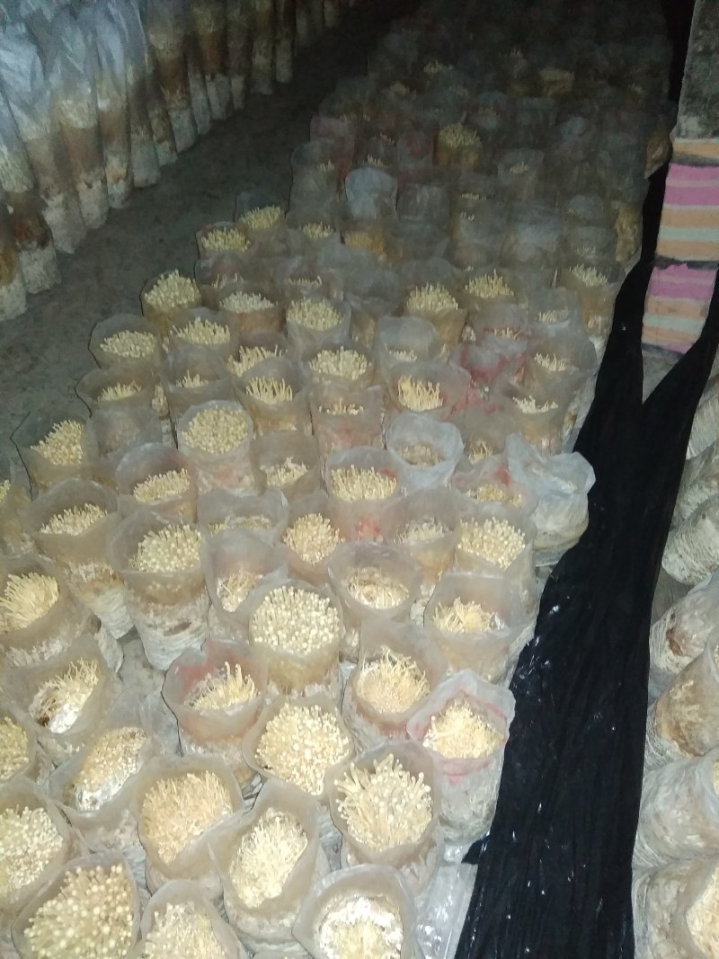 大量供应金针菇菌种，母种原种栽培种，量大从优发往全国