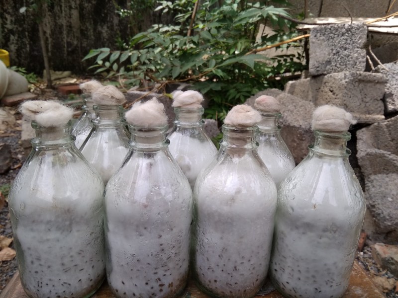 大量供应金针菇菌种，母种原种栽培种，量大从优发往全国