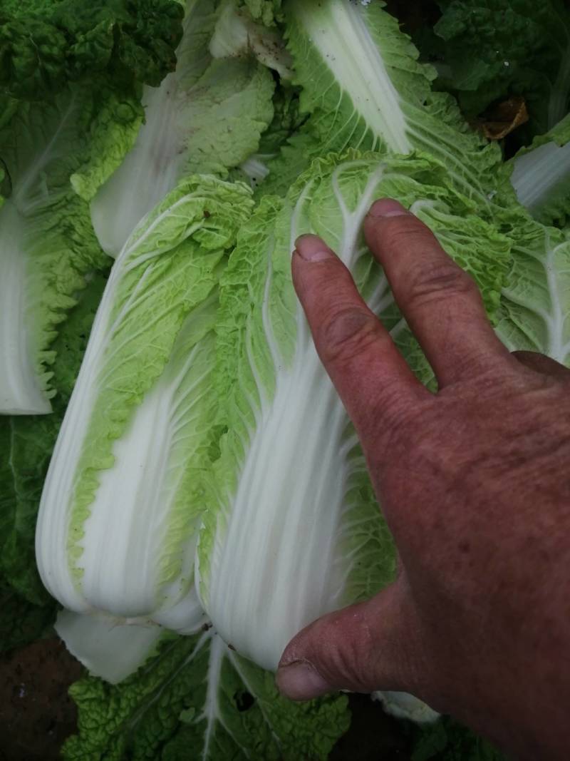 冬储精品娃娃菜，精品娃娃菜，