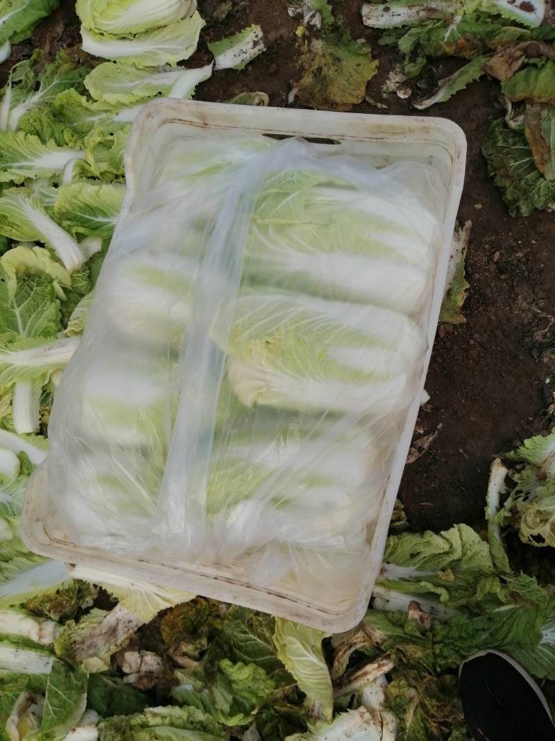 冬储精品娃娃菜，精品娃娃菜，