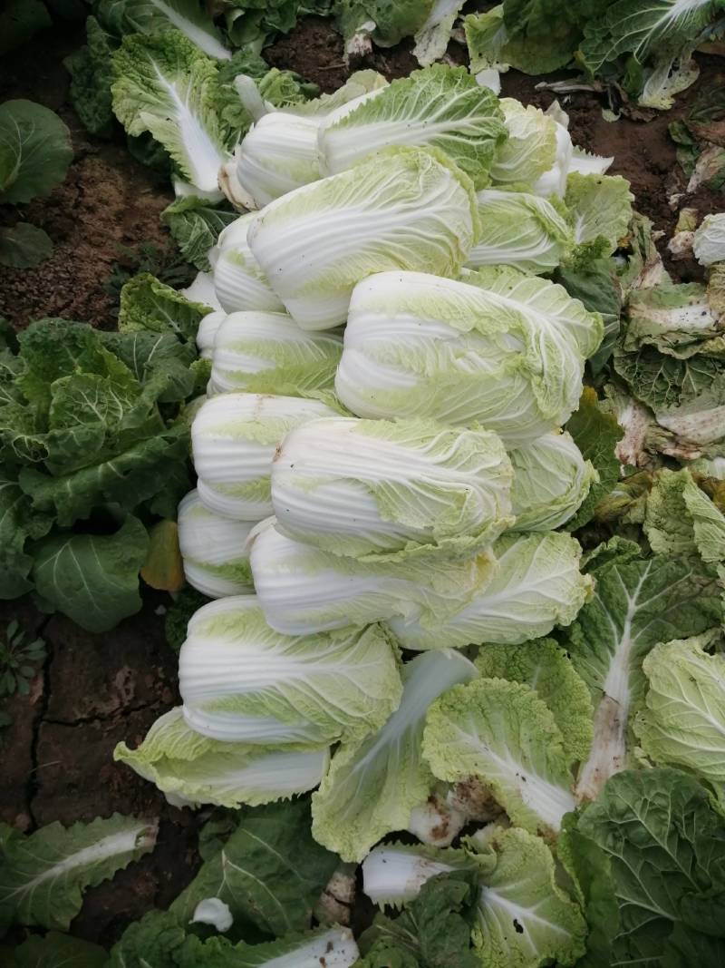 冬储精品娃娃菜，精品娃娃菜，