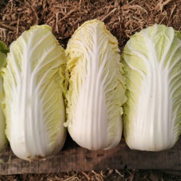 冬储精品娃娃菜，精品娃娃菜，