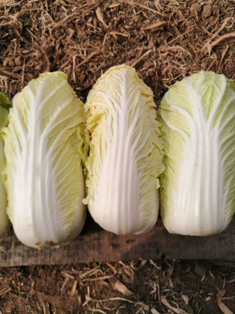 冬储精品娃娃菜，精品娃娃菜，