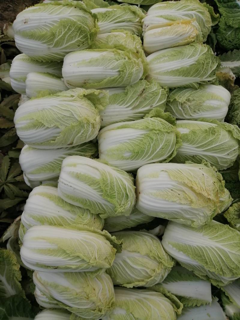 冬储精品娃娃菜，精品娃娃菜，