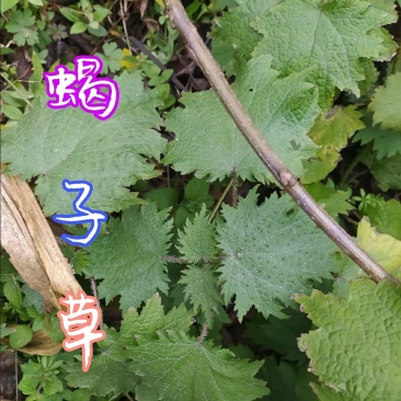 贵州毕节古夜郎大地野生中药材蝎子草老家这边俗名活麻